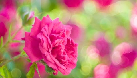 Обои цветы, роза, лепестки, сад, блики, бутон, flowers, rose, petals, garden, glare, bud разрешение 2048x1344 Загрузить