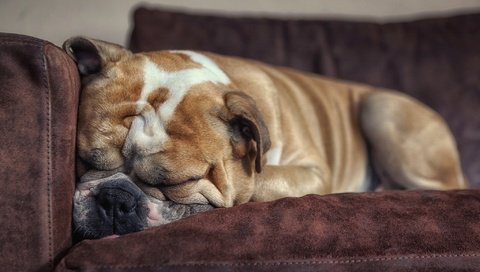 Обои сон, собака, дом, друг, уют, бульдог, английский бульдог, sleep, dog, house, each, comfort, bulldog, english bulldog разрешение 2048x1175 Загрузить
