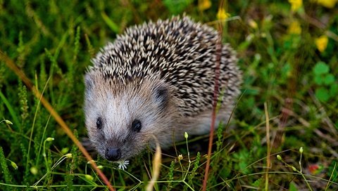 Обои глаза, трава, мордочка, взгляд, колючки, ежик, иголки, еж, eyes, grass, muzzle, look, barb, hedgehog, needles разрешение 2048x1151 Загрузить