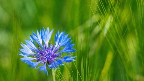 Обои трава, природа, макро, синий, цветок, лепестки, луг, василек, grass, nature, macro, blue, flower, petals, meadow, cornflower разрешение 2048x1365 Загрузить