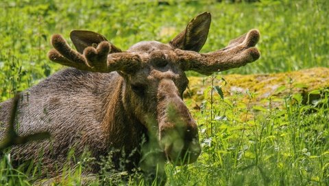 Обои морда, трава, взгляд, рога, лось, face, grass, look, horns, moose разрешение 2048x1365 Загрузить