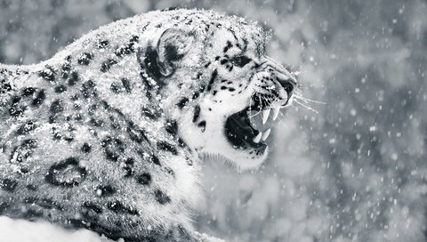 Обои снег, зима, чёрно-белое, клыки, профиль, снежный барс, ирбис, abeselom zerit, snow, winter, black and white, fangs, profile, snow leopard, irbis разрешение 1920x1200 Загрузить