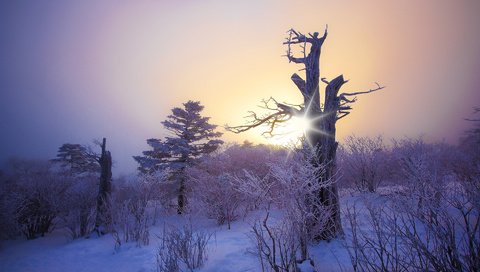 Обои снег, природа, дерево, лес, зима, коряга, snow, nature, tree, forest, winter, snag разрешение 1920x1200 Загрузить