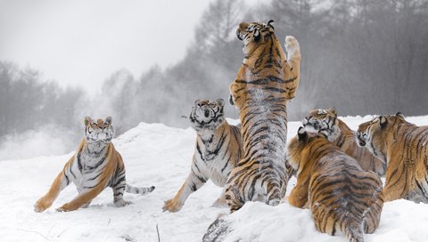 Обои снег, зима, хищники, большие кошки, тигры, snow, winter, predators, big cats, tigers разрешение 1920x1200 Загрузить