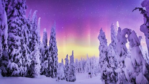 Обои природа, лес, зима, пейзаж, северное сияние, steve rosset, nature, forest, winter, landscape, northern lights разрешение 1920x1200 Загрузить