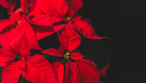 Обои цветок, karolina grabowska, пуансеттия, рождественская звезда, flower, poinsettia, christmas star разрешение 3840x2400 Загрузить