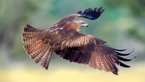 Обои полет, крылья, птица, клюв, перья, коршун, max rinaldi, flight, wings, bird, beak, feathers, kite разрешение 1920x1200 Загрузить