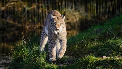 Обои морда, трава, рысь, лапы, хищник, большая кошка, мииии няша, face, grass, lynx, paws, predator, big cat, miiii nyasha разрешение 2560x1600 Загрузить