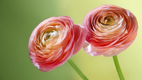 Обои цветы, макро, лепестки, стебли, ранункулюс, лютики, flowers, macro, petals, stems, ranunculus, buttercups разрешение 1920x1200 Загрузить