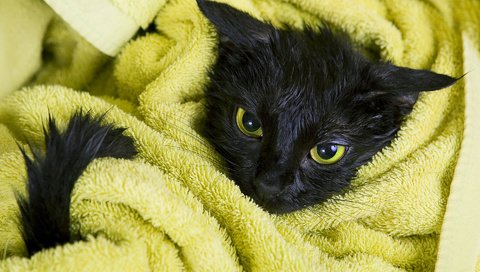 Обои кот, мордочка, усы, кошка, взгляд, черный, полотенце, мокрый, cat, muzzle, mustache, look, black, towel, wet разрешение 1920x1200 Загрузить