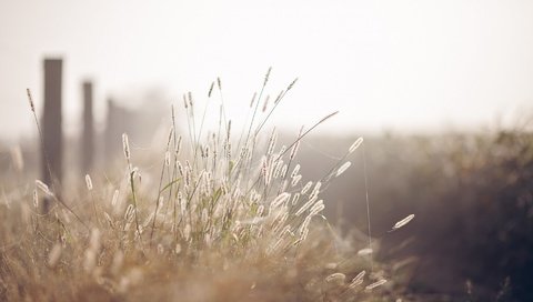 Обои трава, макро, забор, размытость, колоски, grass, macro, the fence, blur, spikelets разрешение 1920x1200 Загрузить