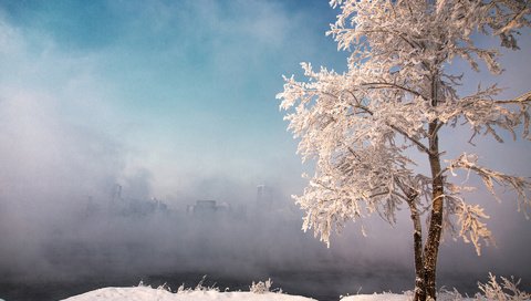 Обои небо, снег, природа, дерево, зима, туман, иней, the sky, snow, nature, tree, winter, fog, frost разрешение 1920x1200 Загрузить