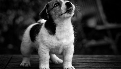 Обои мордочка, взгляд, чёрно-белое, собака, щенок, muzzle, look, black and white, dog, puppy разрешение 1920x1200 Загрузить