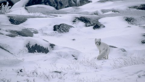 Обои снег, природа, зима, канада, песец, полярная лисица, арктическая лиса, snow, nature, winter, canada, fox, polar fox, arctic fox разрешение 1920x1080 Загрузить