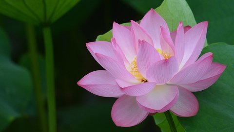 Обои листья, цветок, лепестки, лотос, leaves, flower, petals, lotus разрешение 2560x1600 Загрузить