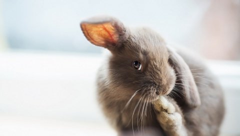Обои серый, ушки, кролик, зайчик, grey, ears, rabbit, bunny разрешение 1920x1200 Загрузить