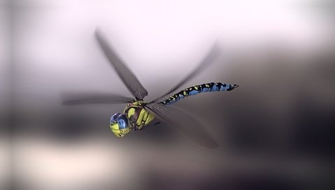 Обои арт, насекомое, фон, крылья, стрекоза, monteillard-damien, art, insect, background, wings, dragonfly разрешение 1960x1080 Загрузить