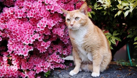 Обои глаза, цветы, кот, усы, кошка, взгляд, eyes, flowers, cat, mustache, look разрешение 2048x1132 Загрузить