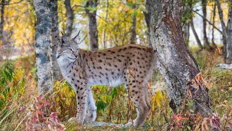 Обои лес, рысь, осень, хищник, forest, lynx, autumn, predator разрешение 2048x1365 Загрузить