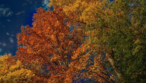 Обои небо, деревья, листья, осень, the sky, trees, leaves, autumn разрешение 3600x2401 Загрузить