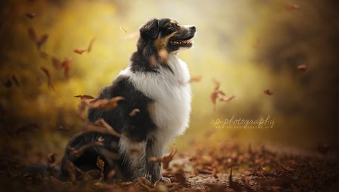 Обои осень, собака, друг, австралийская овчарка, dackelpup, juno, autumn, dog, each, australian shepherd разрешение 2048x1300 Загрузить