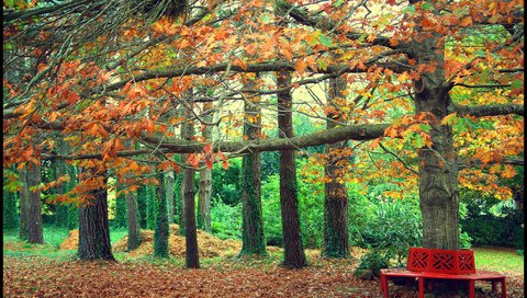 Обои деревья, листья, парк, осень, скамейка, trees, leaves, park, autumn, bench разрешение 2048x1374 Загрузить