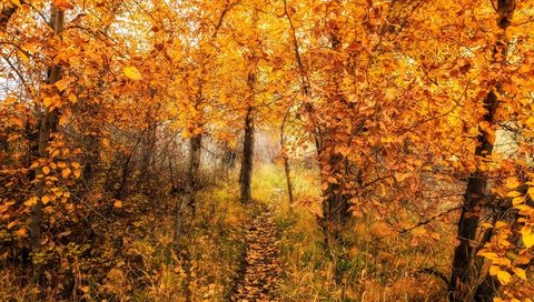 Обои деревья, природа, лес, листья, осень, тропинка, trees, nature, forest, leaves, autumn, path разрешение 2048x1365 Загрузить