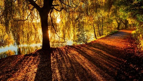 Обои река, дерево, лучи, ветви, осень, солнечный свет, river, tree, rays, branch, autumn, sunlight разрешение 6078x4041 Загрузить