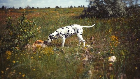 Обои природа, поле, собака, далматин, далматинец, imperium legionis, питомник, nature, field, dog, dalmatian, dalmatians, nursery разрешение 3648x2736 Загрузить