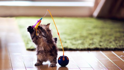 Обои котенок, игрушка, комната, перья, животное, ковер, ben torode, kitty, toy, room, feathers, animal, carpet разрешение 2048x1405 Загрузить