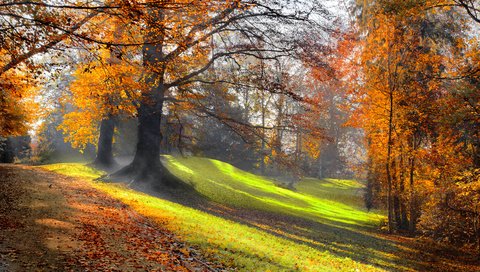 Обои деревья, природа, лес, листья, парк, осень, trees, nature, forest, leaves, park, autumn разрешение 3840x2400 Загрузить