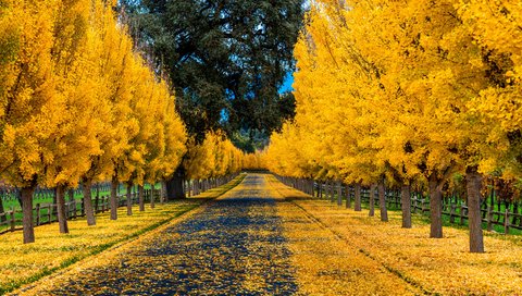 Обои дорога, деревья, природа, листья, парк, осень, забор, аллея, road, trees, nature, leaves, park, autumn, the fence, alley разрешение 3840x2400 Загрузить