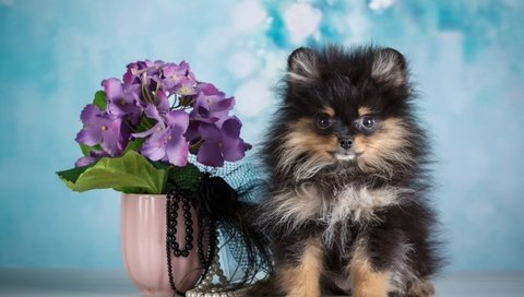 Обои цветы, фон, собака, щенок, бусы, ваза, шпиц, flowers, background, dog, puppy, beads, vase, spitz разрешение 2880x1800 Загрузить