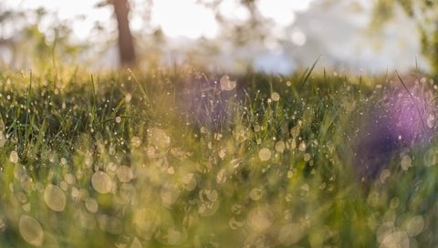 Обои трава, макро, роса, капли, grass, macro, rosa, drops разрешение 3840x2400 Загрузить