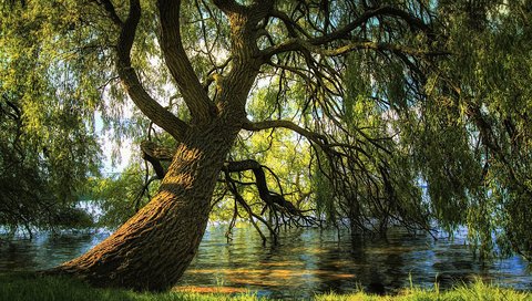 Обои река, природа, дерево, ветки, ива, river, nature, tree, branches, iva разрешение 1920x1200 Загрузить