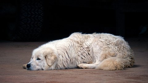 Обои собака, маремма, итальянская овчарка, dog, the maremma, italian shepherd разрешение 1920x1080 Загрузить