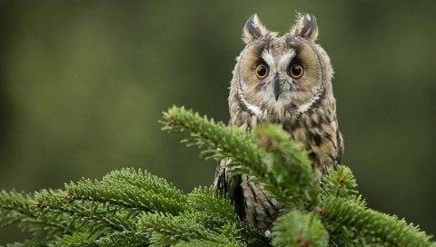 Обои глаза, сова, хвоя, ветки, взгляд, птица, клюв, ушастая сова, eyes, owl, needles, branches, look, bird, beak, long-eared owl разрешение 1920x1200 Загрузить