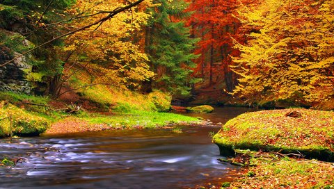 Обои деревья, река, природа, лес, листья, осень, trees, river, nature, forest, leaves, autumn разрешение 3840x2400 Загрузить