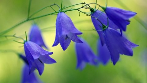 Обои цветы, природа, размытость, синие, колокольчики, flowers, nature, blur, blue, bells разрешение 1920x1200 Загрузить