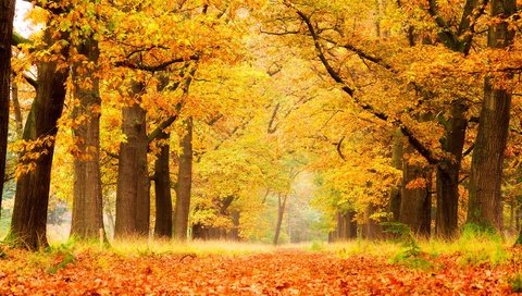 Обои деревья, природа, лес, листья, парк, осень, trees, nature, forest, leaves, park, autumn разрешение 2560x1600 Загрузить