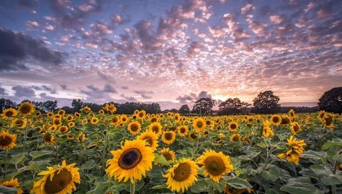 Обои небо, цветы, облака, деревья, поле, горизонт, подсолнухи, the sky, flowers, clouds, trees, field, horizon, sunflowers разрешение 2048x1264 Загрузить