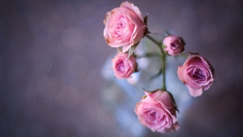 Обои цветы, бутоны, фон, розы, роза, лепестки, размытость, flowers, buds, background, roses, rose, petals, blur разрешение 2560x1707 Загрузить