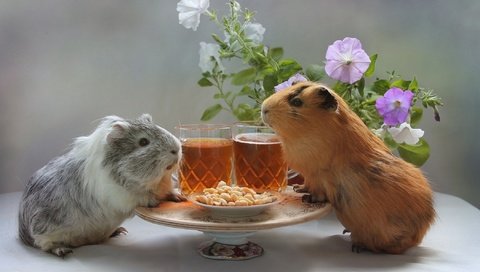 Обои цветы, морская, пиво, арахис, свинка, хомяки, flowers, sea, beer, peanuts, pig, hamsters разрешение 2100x1341 Загрузить