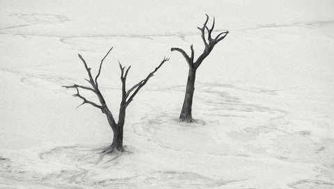 Обои дерево, пейзаж, пустыня, чёрно-белое, tree, landscape, desert, black and white разрешение 2048x1300 Загрузить