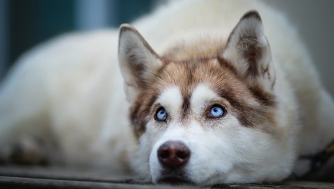 Обои мордочка, взгляд, собака, хаски, голубые глаза, сибирский хаски, muzzle, look, dog, husky, blue eyes, siberian husky разрешение 1924x1135 Загрузить