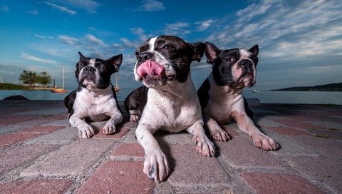 Обои набережная, собаки, бостон-терьер, promenade, dogs, boston terrier разрешение 2048x1220 Загрузить