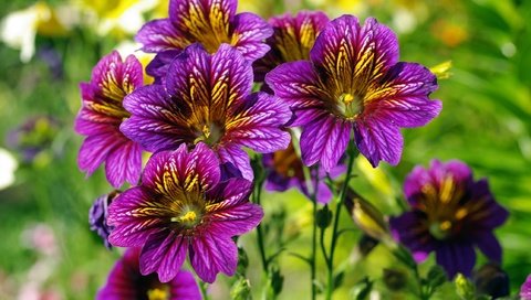 Обои цветы, природа, лето, фиолетовые цветы, сальпиглоссис, flowers, nature, summer, purple flowers, salpiglossis разрешение 2232x1517 Загрузить