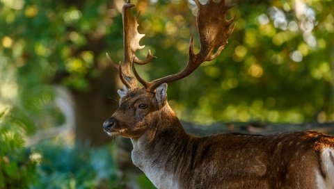 Обои природа, олень, блики, рога, nature, deer, glare, horns разрешение 2048x1365 Загрузить