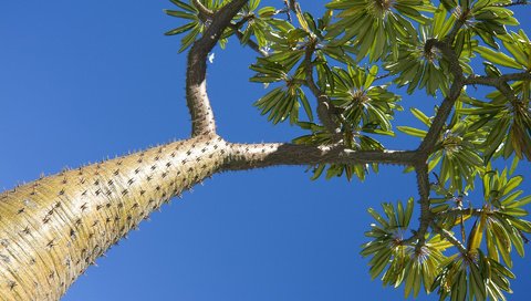 Обои небо, природа, дерево, макро, пальма, мадагаскар, the sky, nature, tree, macro, palma, madagascar разрешение 1920x1200 Загрузить