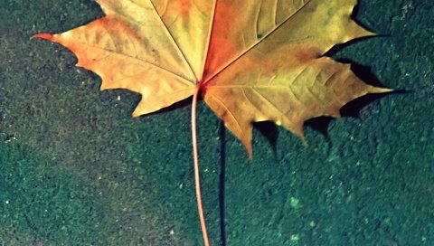 Обои природа, фон, осень, разное, кленовый лист, золотой, nature, background, autumn, different, maple leaf, gold разрешение 3008x5210 Загрузить
